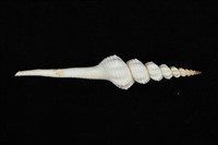 藏品(旋螺)的圖片